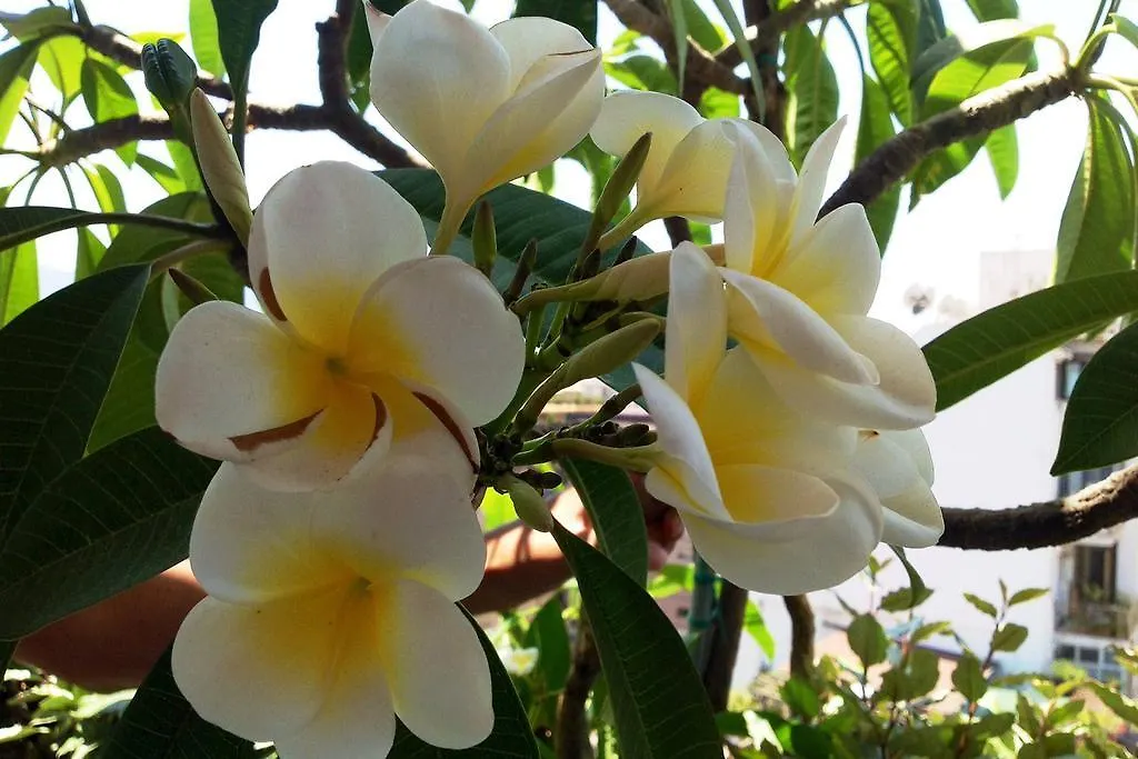 Bed & Breakfast B&B La Pomelia Agrigento